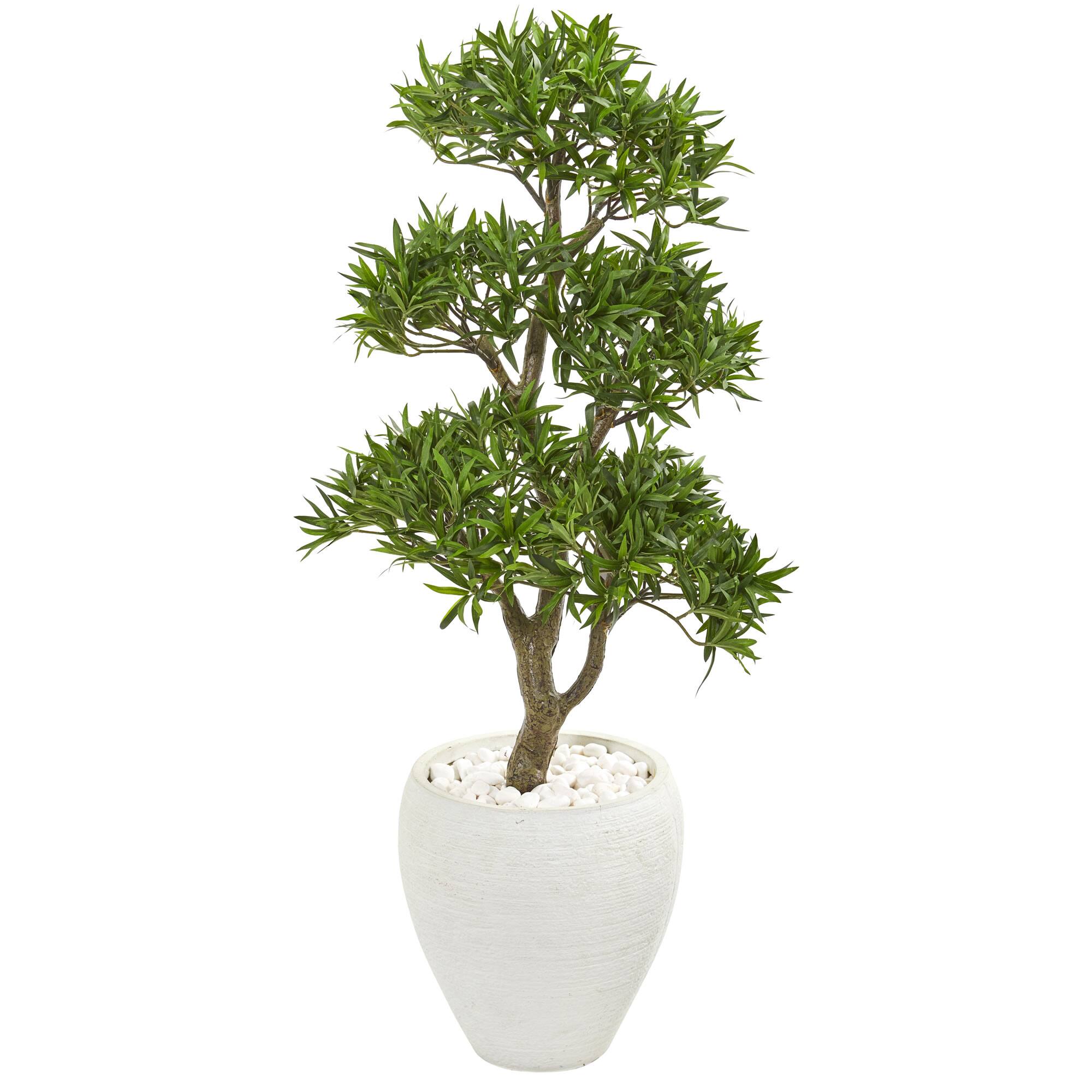 3.5ft. Bonsai Styled Plum Pine Tree in White Planter